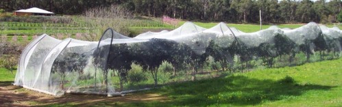 Canopy Netting